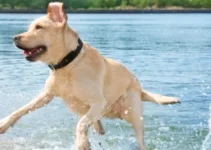 The 5 Best Dog Food for Labrador Retrievers: Expert Picks