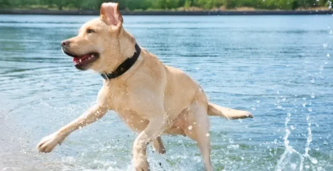 The 5 Best Dog Food for Labrador Retrievers: Expert Picks