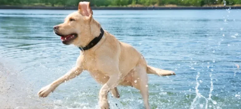 The 5 Best Dog Food for Labrador Retrievers: Expert Picks