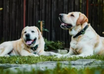 Best Large Breed Dog Food (2025): Top 10 Picks Reviewed