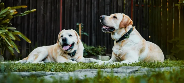 Best Large Breed Dog Food (2025): Top 10 Picks Reviewed