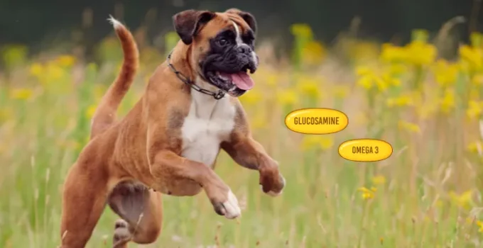 Glucosamine for Large Dogs: Does It Really Help? Glucosamine for Large Dogs: Does It Really Help?