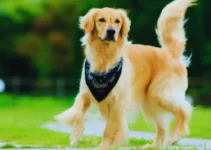 The 5 Best Food for Golden Retrievers (A Vet-Reviewed Guide)