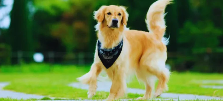 The 5 Best Food for Golden Retrievers (A Vet-Reviewed Guide)