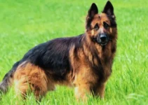 The 7 Best Dog Foods for German Shepherds (2025 Review)