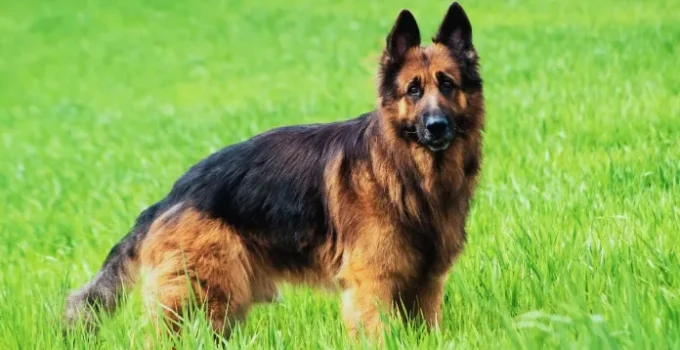 The 7 Best Dog Foods for German Shepherds (2025 Review)