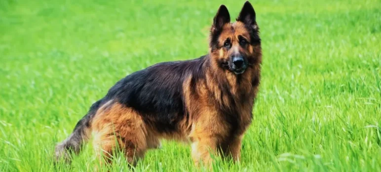 The 7 Best Dog Foods for German Shepherds (2025 Review)