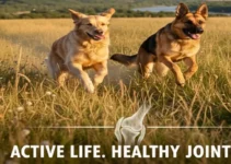 The Ultimate Guide to Choosing the Best Dog Food for Large Breeds The Ultimate Guide to Choosing the Best Dog Food for Large Breeds